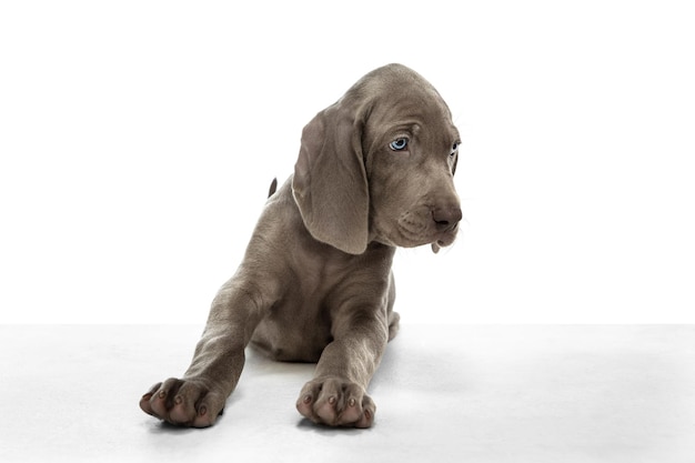 Cachorro de color plateado de perro Weimaraner posando aislado sobre fondo blanco.