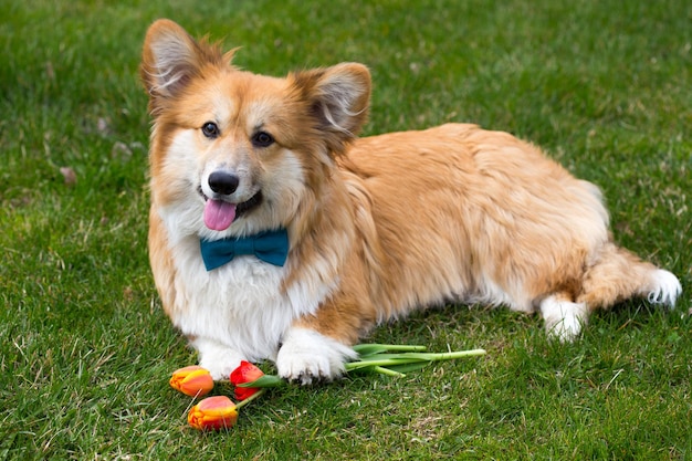 Cachorro com a flor deitado na grama