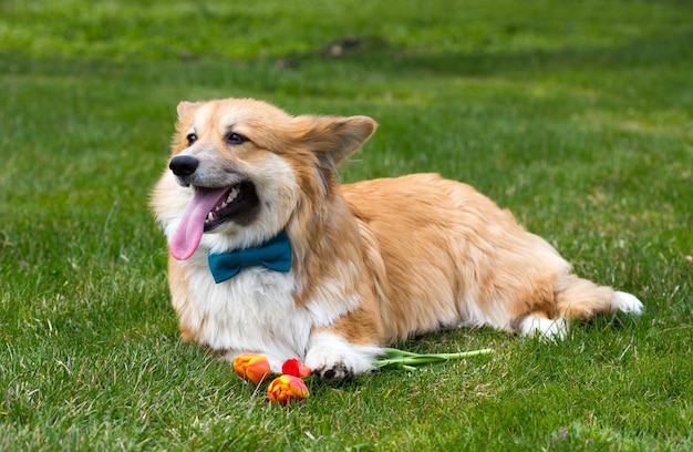 Cachorro com a flor deitado na grama