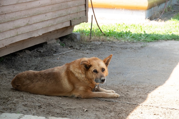 Cachorro com cara triste. Fêmea de pastor australiano triste deitada na terra. Olhos tristes de cachorro.