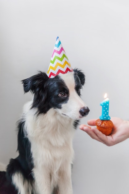 Cachorro com chapéu de aniversário olhando para um bolo de Natal isolado