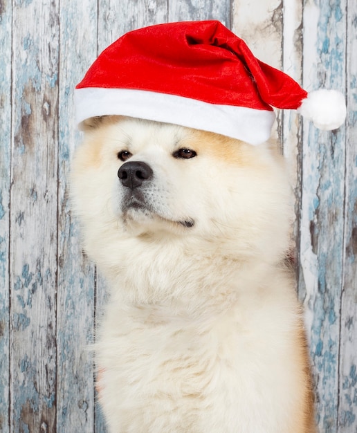 Cachorro com chapéu de natal na parede de madeira, akita inu