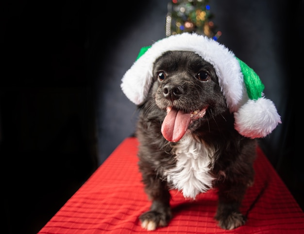 Cachorro com chapéu de Papai Noel e árvore de Natal, na superfície vermelha.