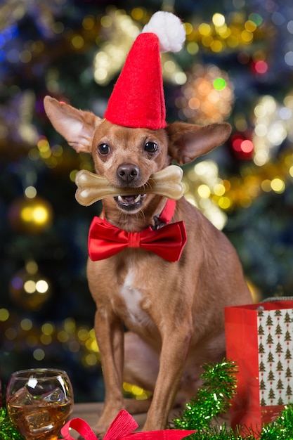 cachorro com chapéu de papai noel em casa