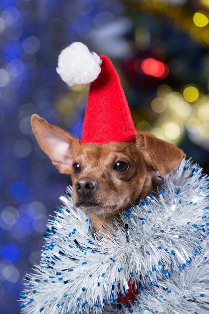 Foto cachorro com chapéu de papai noel em casa