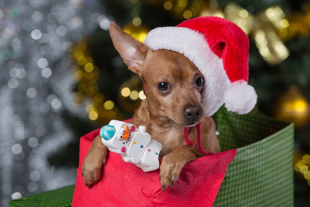 Foto cachorro com chapéu de papai noel em casa