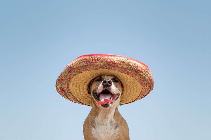 Foto cachorro com chapéu tradicional mexicano. fofinho engraçado staffordshire terrier vestido com chapéu sombrero como símbolo festivo do méxico ou para o dia das bruxas