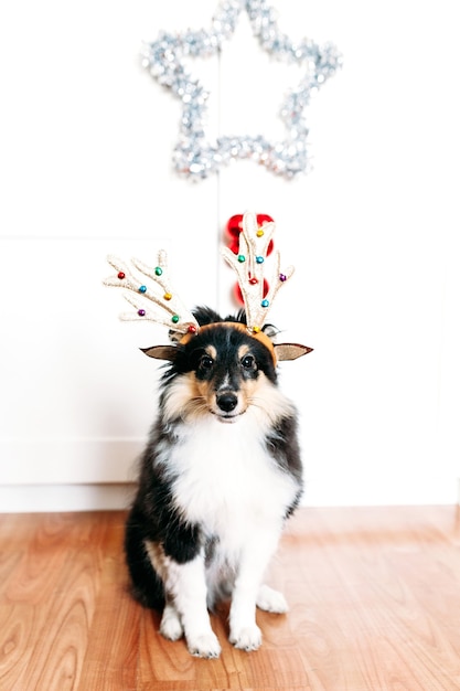 Cachorro com chifres de veado no ano novo e no natal, decoração da casa para o feriado, cachorrinho