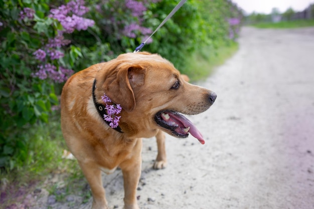 Cachorro com coleira raça labrador Flores lilás em um cachorro