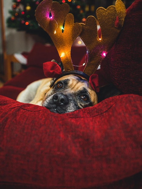 Foto cachorro com enfeites de natal deitado no sofá