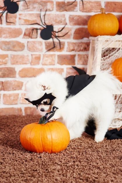 Cachorro com fantasia de halloween se divertindo com abóbora
