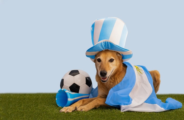 Cachorro com lembrancinhas com as cores da Argentina