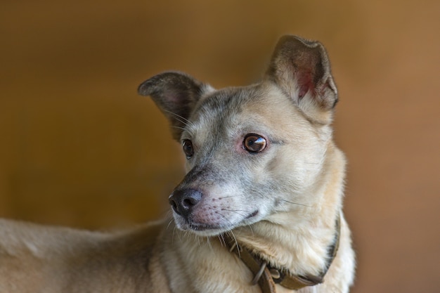 Cachorro com olhos grandes em fundo marrom escuro do estúdio.