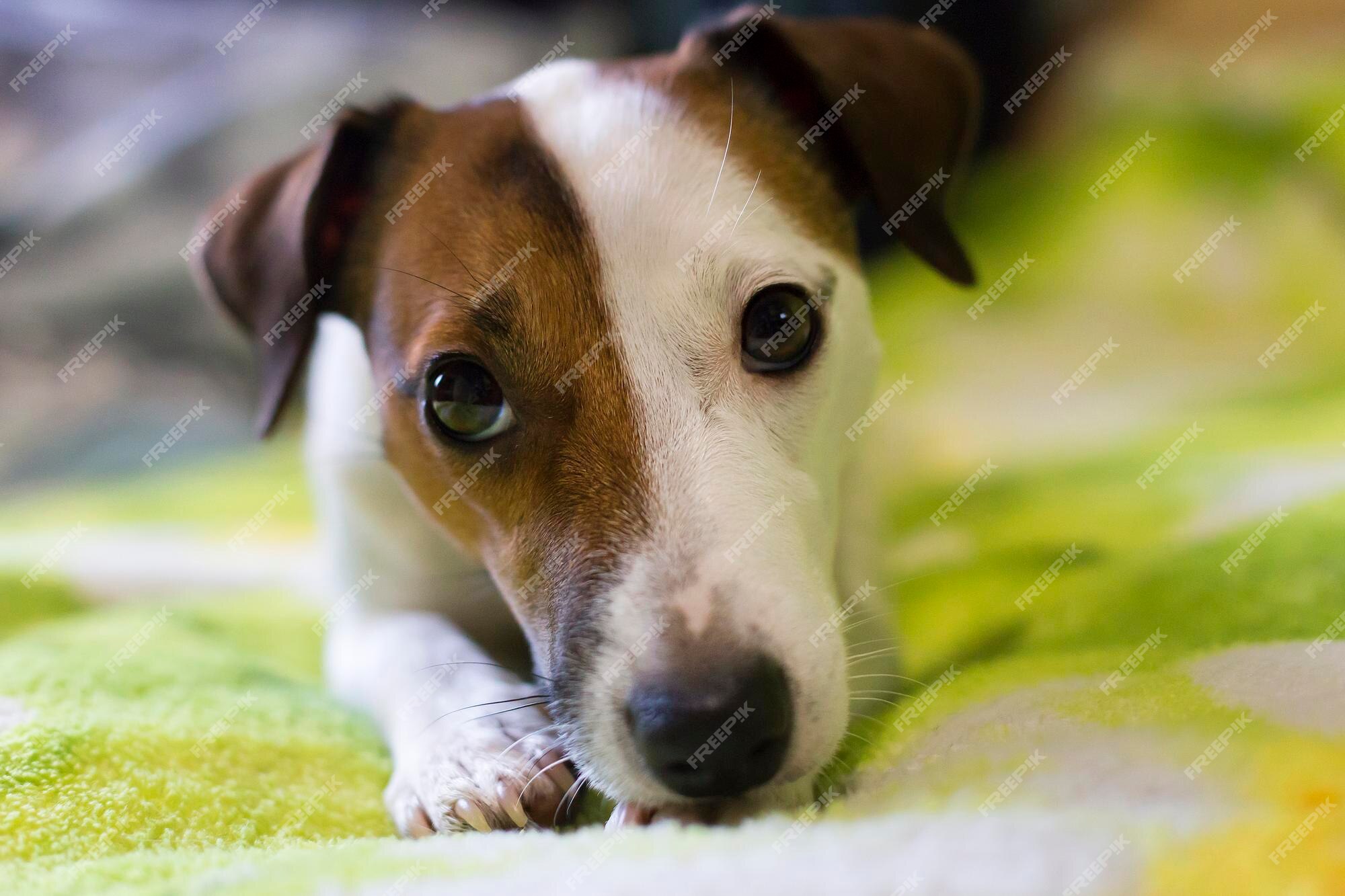 O Perfil Triste Do Olho De Um Cão Preto Pequeno Foto de Stock