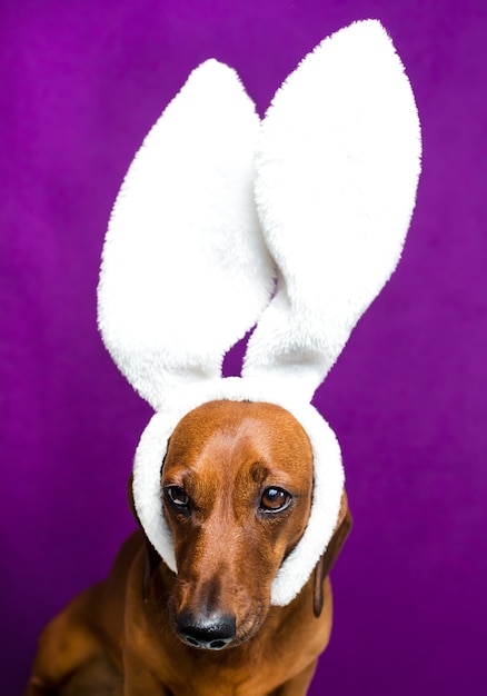 Foto cachorro com orelhas de coelho na cabeça