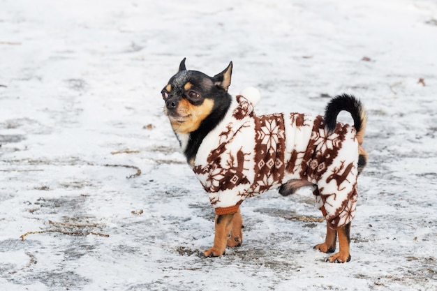 Cachorro com roupas de inverno. Cachorro chihuahua com macacão de inverno para cães. Inverno com neve. natal de estimação