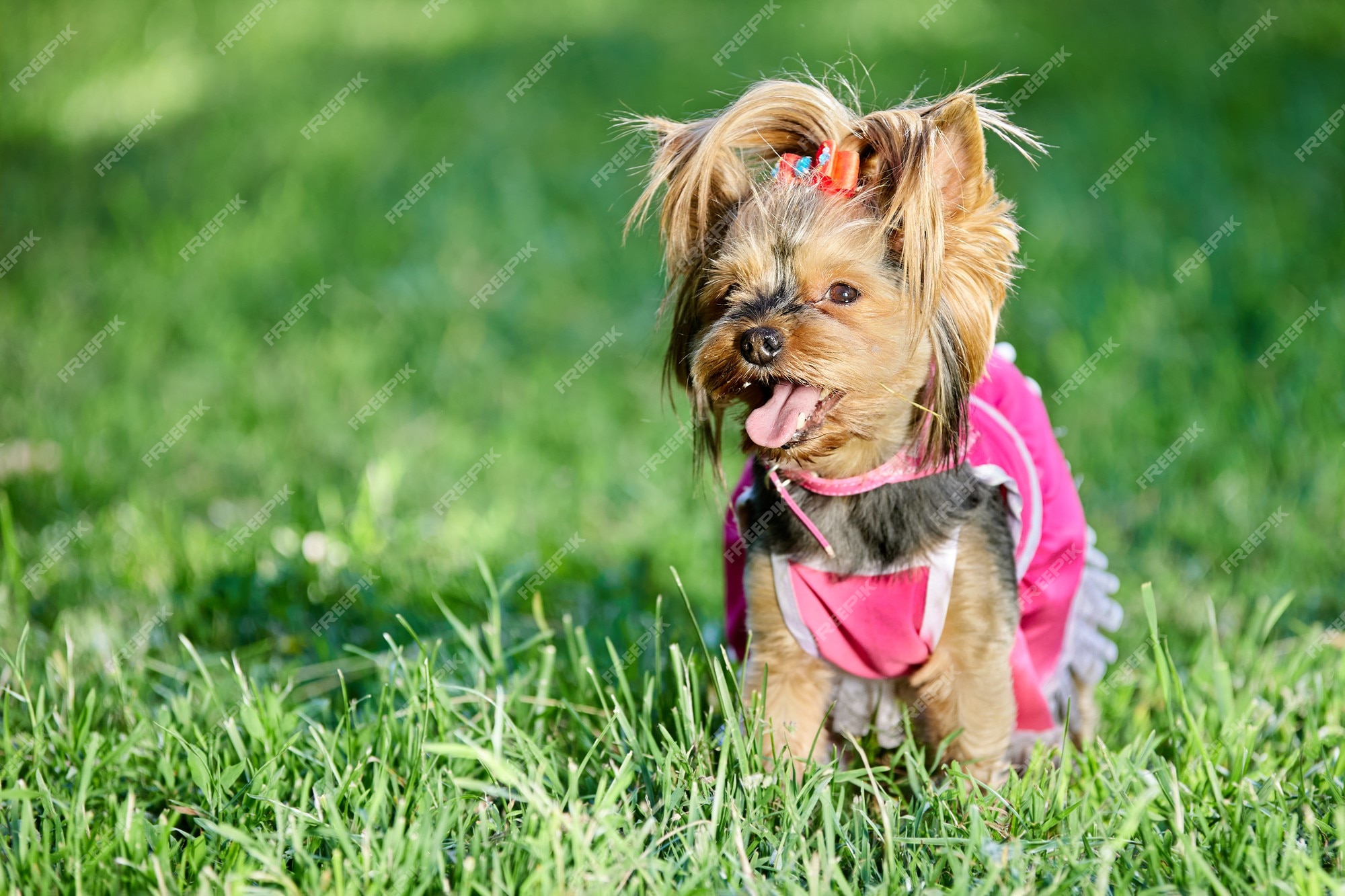 Roupas – Loja Cachorros Incríveis