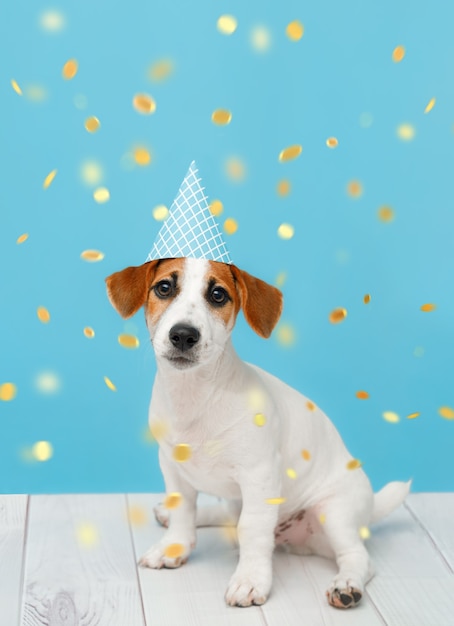 Foto cachorro com um chapéu de festa com confete