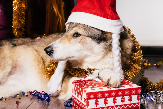 Cachorro com um chapéu de natal posando em um fundo de presentes