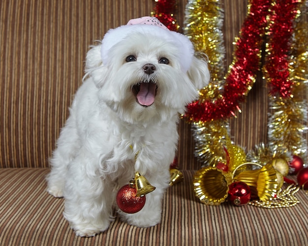 Cachorro com um chapéu de Papai Noel. Sessão de fotos de cachorrinho maltês em decorações de Natal.