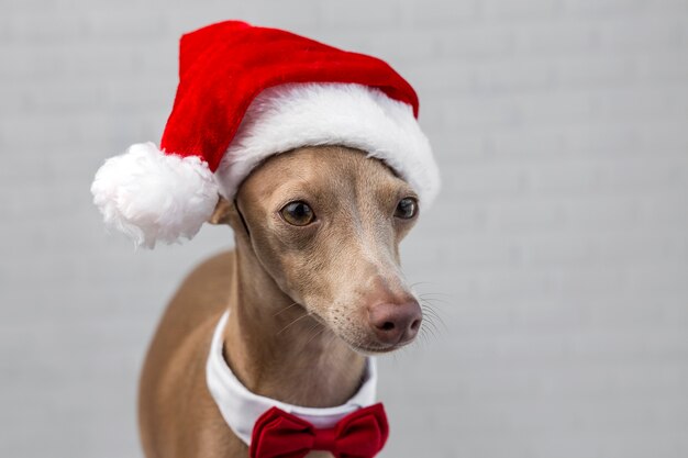 Cachorro, com, um, papai noel, chapéu