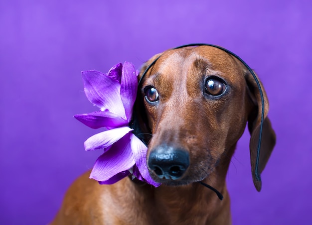 Cachorro com uma flor na cabeça