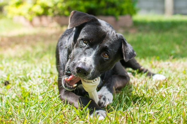 Cachorro come osso em osso de prado feito de couro de vaca seco