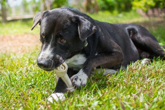 Cachorro come osso em osso de prado feito de couro de vaca seco