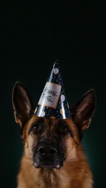 Cachorro comemorando aniversário como humanos pastor alemão com festa feliz de inscrição de boné de papel festivo