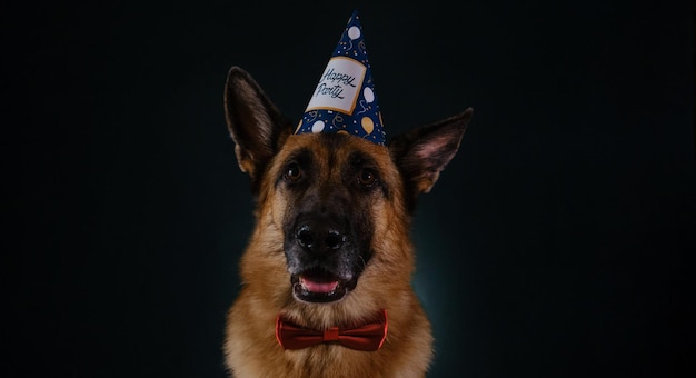 Cachorro comemorando aniversário como humanos pastor alemão com gravata borboleta vermelha e boné de papel festivo