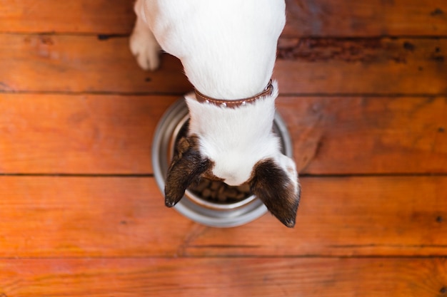 Foto cachorro comendo na tigela de comida