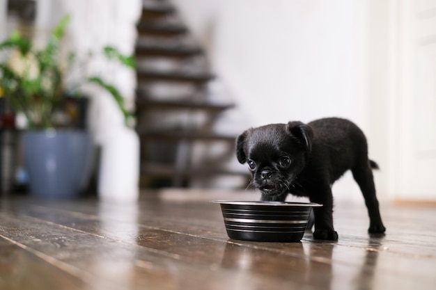 Cachorro comiendo del cuenco de alimentación en el interior. Mascota linda negra pug-dog Petit Brabancon o grifo belga