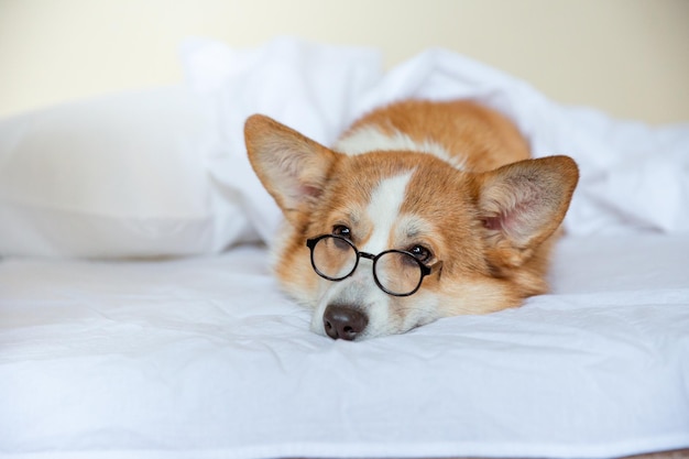 Cachorro corgi acostado en la cama debajo de las sábanas y mirando a la cámara