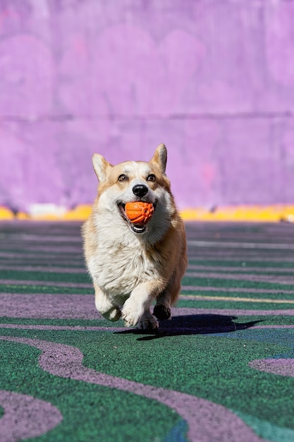 Cachorro corgi brincando enquanto segura uma bola laranja na boca