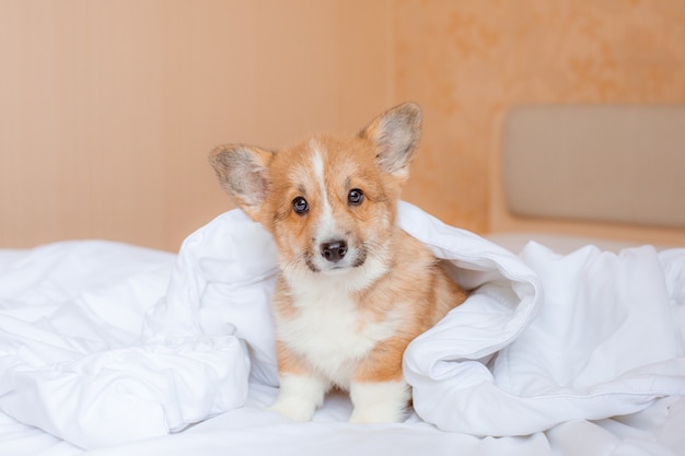 cachorro de corgi en la cama debajo de la manta