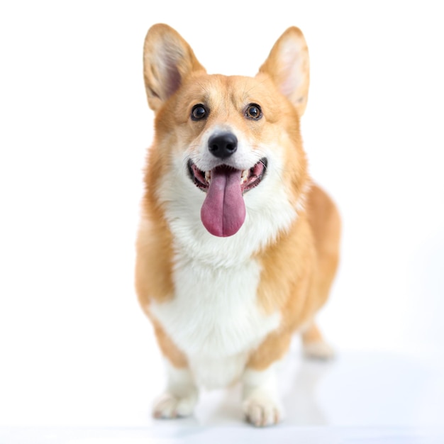 Cachorro corgi com a língua de fora no fundo branco