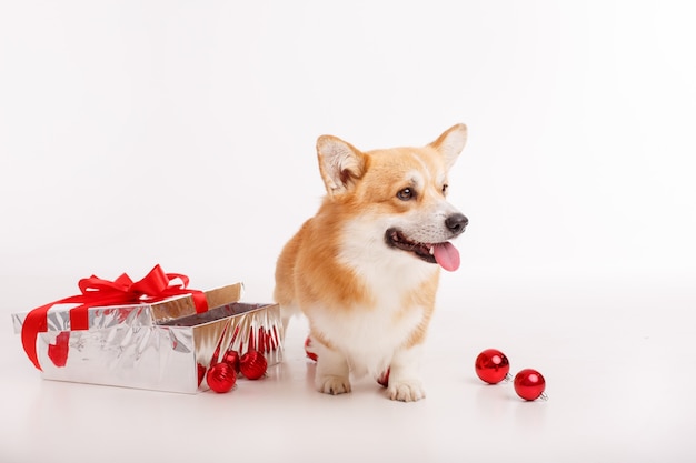 Cachorro Corgi em branco com um presente, comemorando o ano novo, o Natal