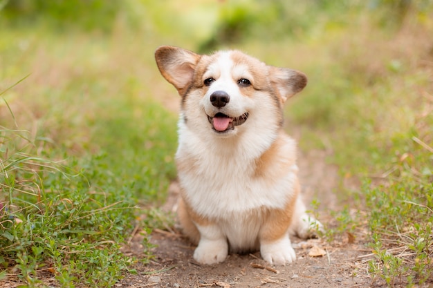 Cachorro corgi em uma caminhada no verão