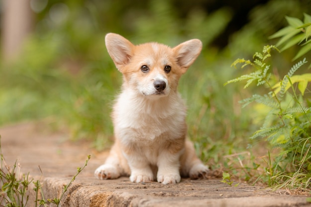 Cachorro corgi em uma caminhada no verão