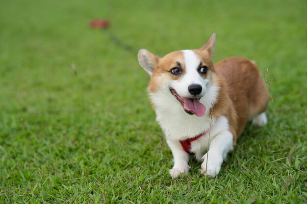 Cachorro corgi fofo brincando no gramado do jardim