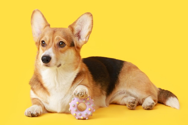 Cachorro Corgi fofo com brinquedo de borracha em fundo amarelo