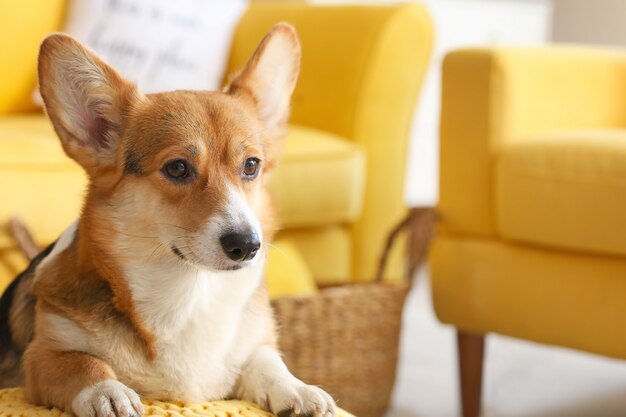 Cachorro corgi fofo em casa