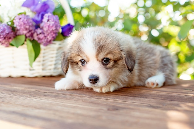 Cachorro corgi fofo sentado em um jardim