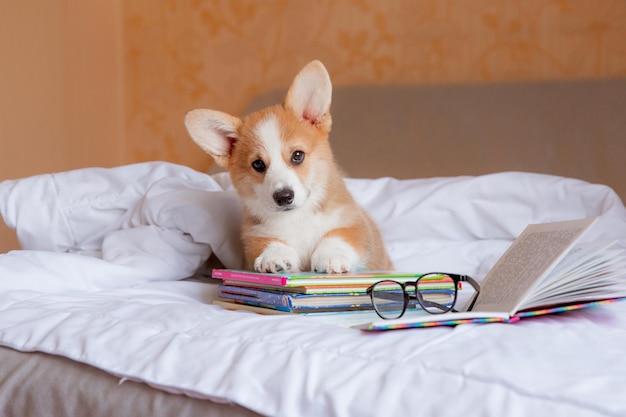 Un cachorro corgi con gafas lee libros en el dormitorio