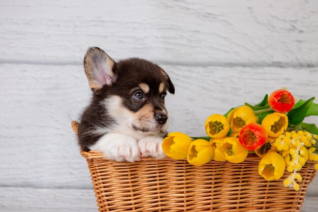 Cachorro corgi galês bonito em uma cesta com flores de primavera tulipas amarelas em um fundo de madeira clara