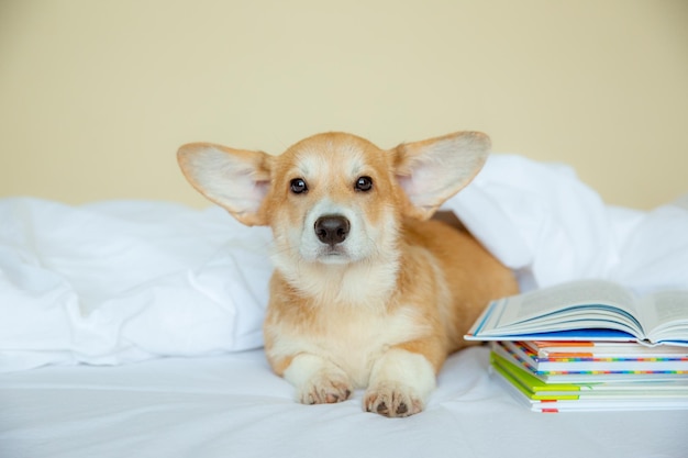 Cachorro de corgi galés en el dormitorio en la cama con libros