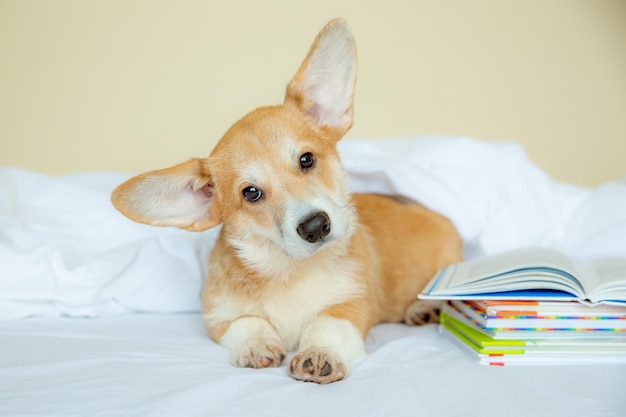 Cachorro de corgi galés en el dormitorio en la cama con libros