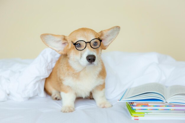 Cachorro de corgi galés en el dormitorio con gafas en la cama leyendo libros