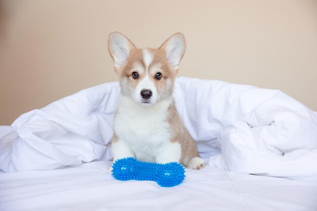 Un cachorro de corgi galés está sentado en la cama en casa