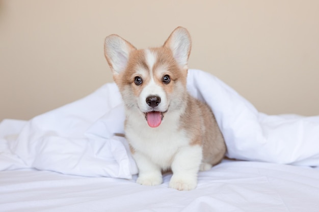 Un cachorro de corgi galés está sentado en la cama en casa